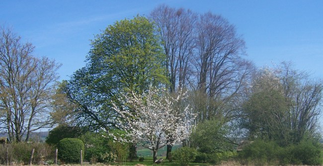 groupe d'arbres au printemps