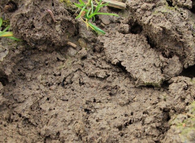 Terre argileuse aérée par les vers de terre