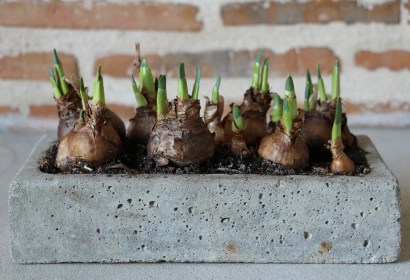 LTAJbulbes_jonquilles_fevrier (2)