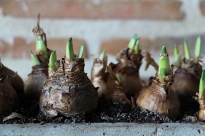 LTAJbulbes_jonquilles_janvier (2)