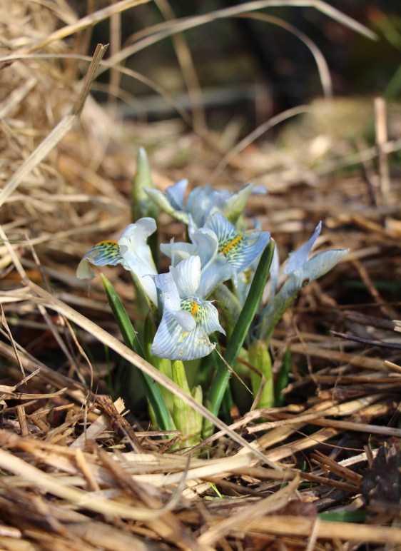 Iris 'Katharine Hodgkin'