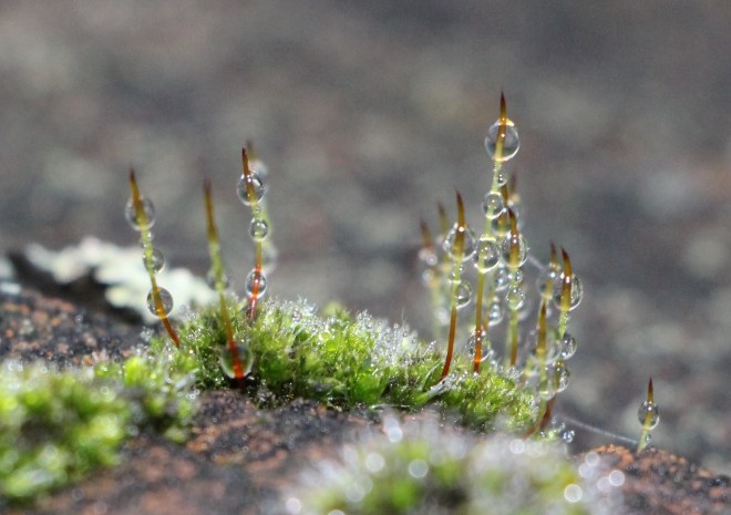 Floraison de "perles" sur mousse de toit