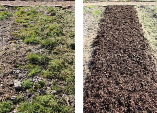 Désherbage de butte aux potager
