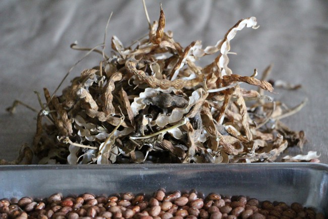 LTAJ-Haricots_a_ecosser