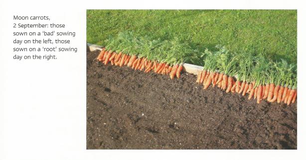 Charles Dowding's vegetable course, 