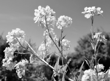 LTAJ-JulienneDesDames