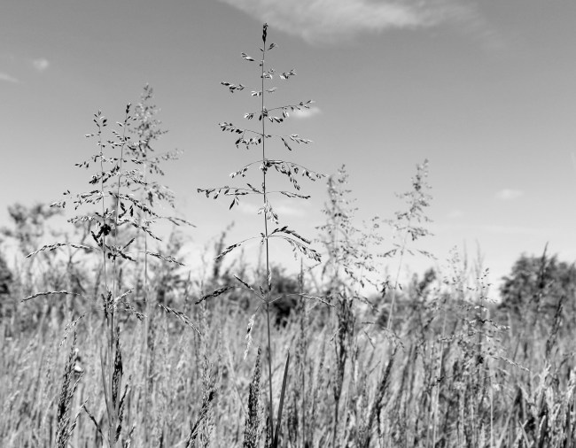 Le Pâturin comprimé