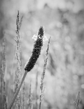 LTAJ-PlantainLaceole2