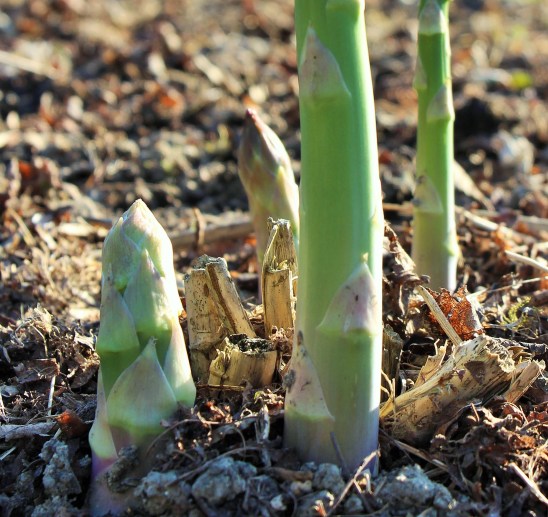 LTAJ-PoussesdAsperges