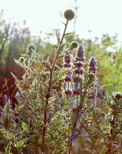 Echinops sphaerocephalus et Stachys byzantina
