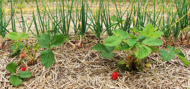 La nouvelle fraiseraie avec un rang d'échalotes