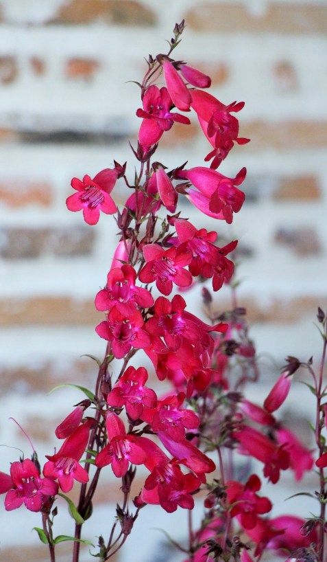 LTAJ-PenstemonPhareRouge