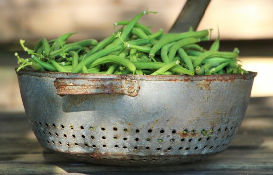 Haricots verts 'Castandel'