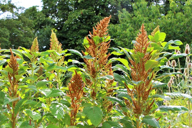 L'amarante'Autumn Pallet' produit des milliers de minuscules graines