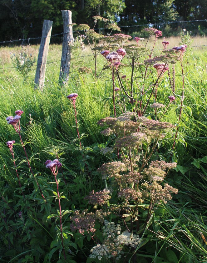 Berce spondyle et eupatoire chanvrine