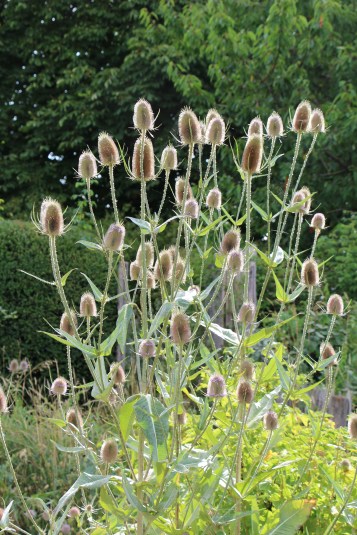 La cardère sauvage est une bisannuelle
