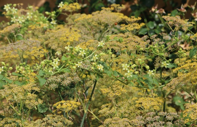 Les inflorescences du Fenouil bronze 