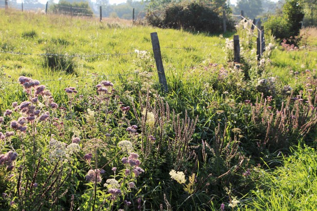 LTAJ-PlantesSauvagesEtBarriere