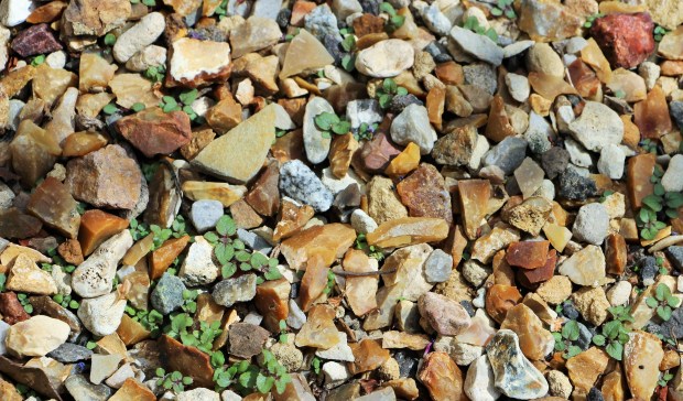 Plantules de Verbena bonariensis