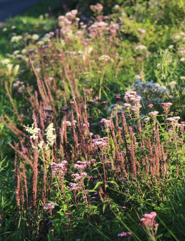 Fossé fleuri en 2015