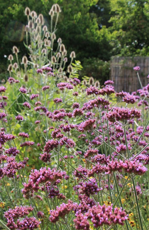 Verbena bonariensis, très prolifique !