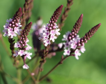 Verbena hastata se ressème facilement dans mon jardin