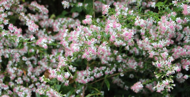 Aster 'Lady in black'