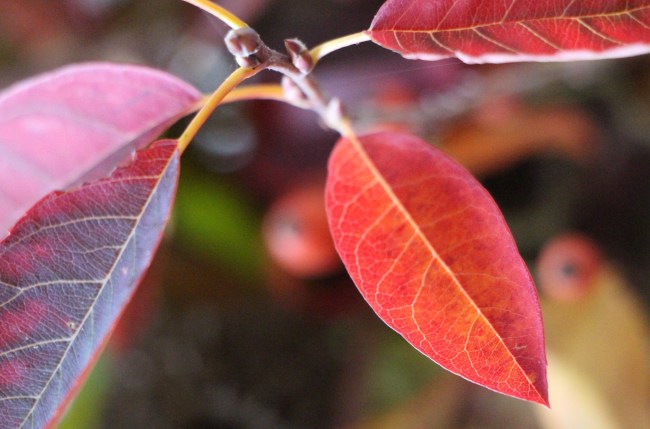 LTAJ-FeuilleAmelanchier