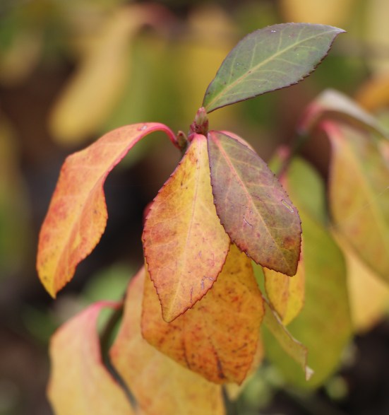 LTAJ-FeuillesDAutomne