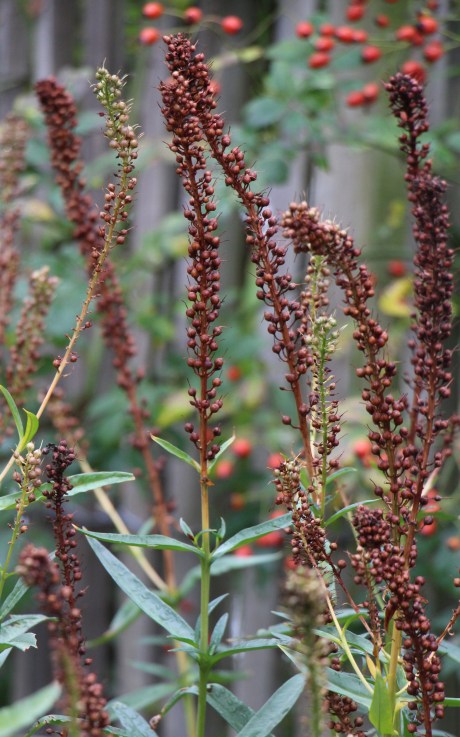 Inflorescences de Lysimachia ephemerum
