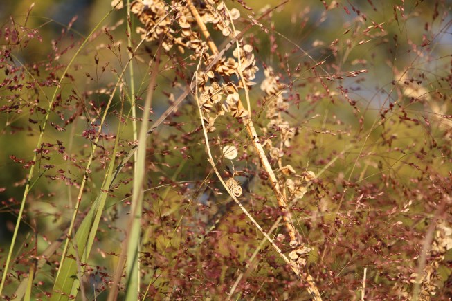 Panicum 'Shenandoah' et arroche rouge défleurie