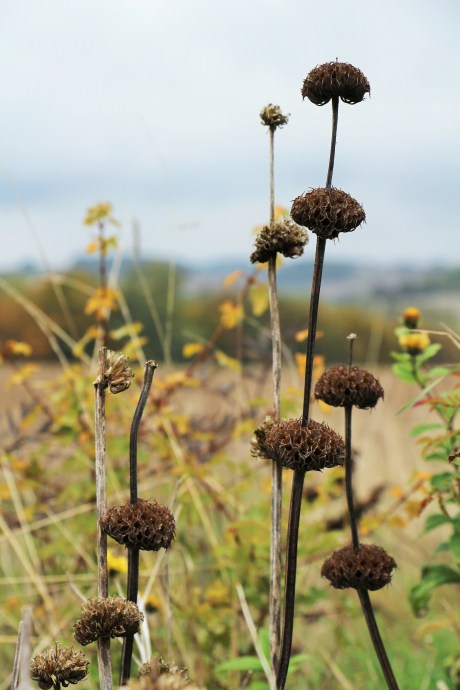 Phlomis russeliana défleuri