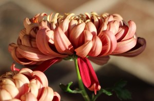 Chrysanthème à fleurs incurvées-récurvées