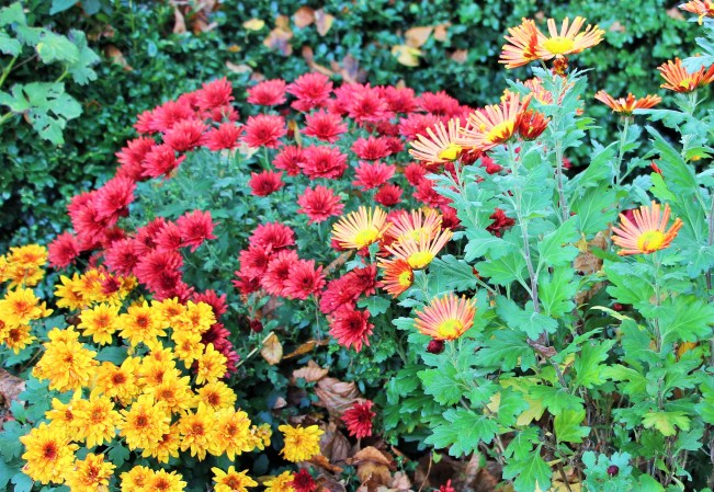 LTAJ-ChrysanthemesAuJardin