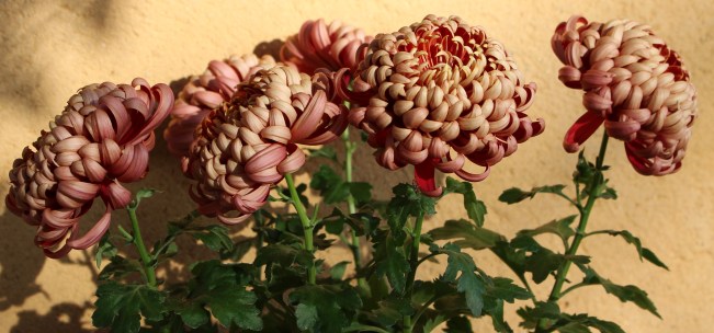 LTAJ-ChrysanthemesRecurveIncurve