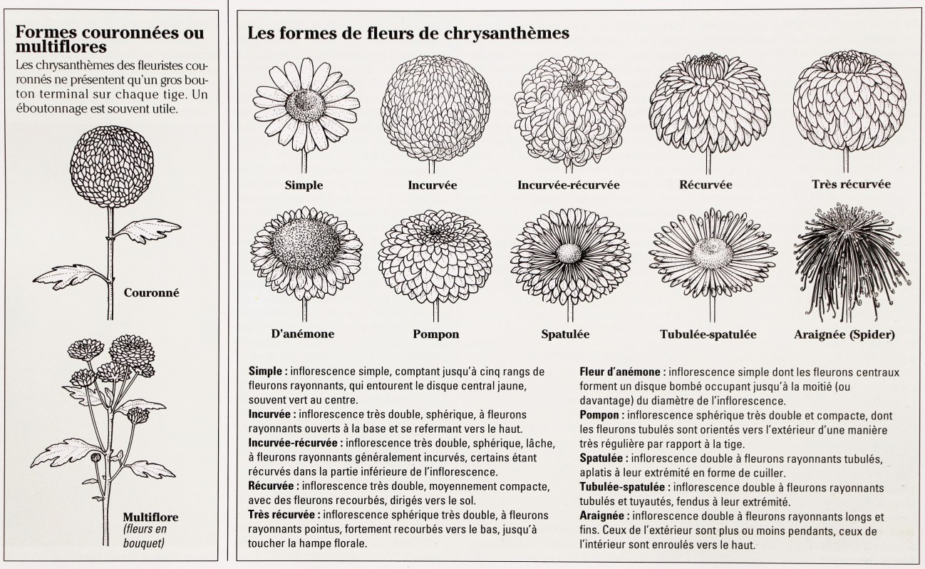 Chrysanthèmes, je vous aime | Le temps au jardin