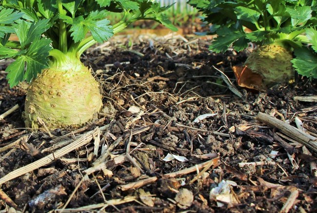 LTAJ-CeleriRaveAuJardin