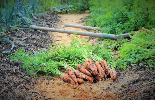 LTAJ-RecolteDeCarottes