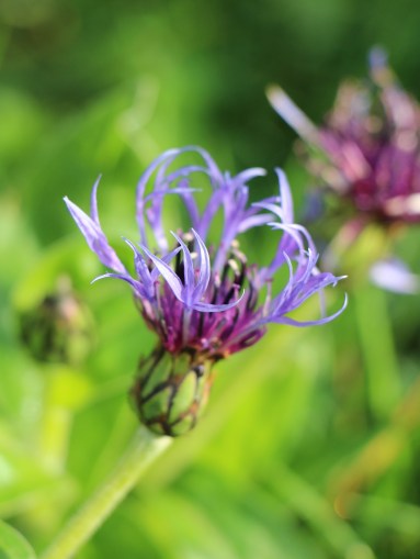 LTAJ-CentaureaMontana