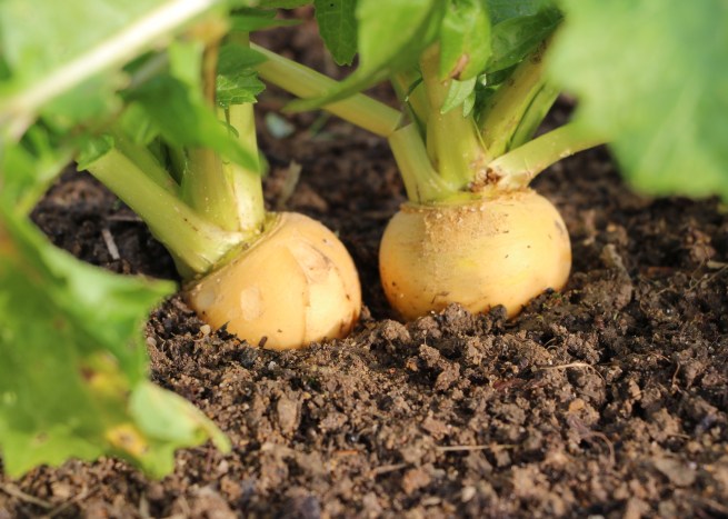 LTAJ-NavetBouleDOrEnTerre