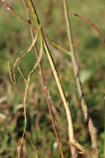 LTAJ-DegatsLapinSurSaule