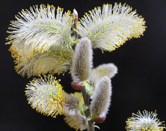 LTAJ-EtaminesDeSauleMarsault