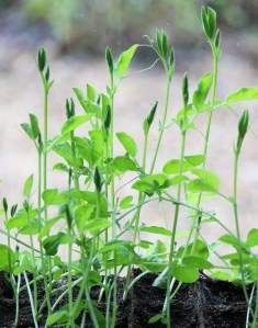 Pois de senteur, semés en janvier