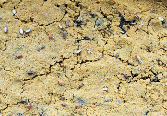 Les graines d'Eryngium