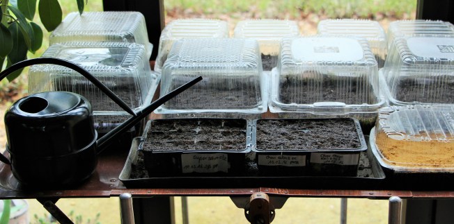 LTAJ-SemisEnMiniSerres