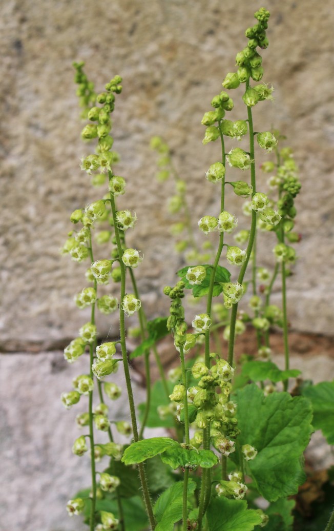 LTAJ-TellimaGrandiflora