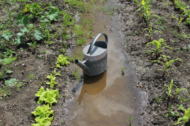 LTAJ-InondationAuPotager