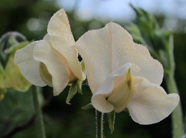 LTAJ-FleurLathyrusJuliet