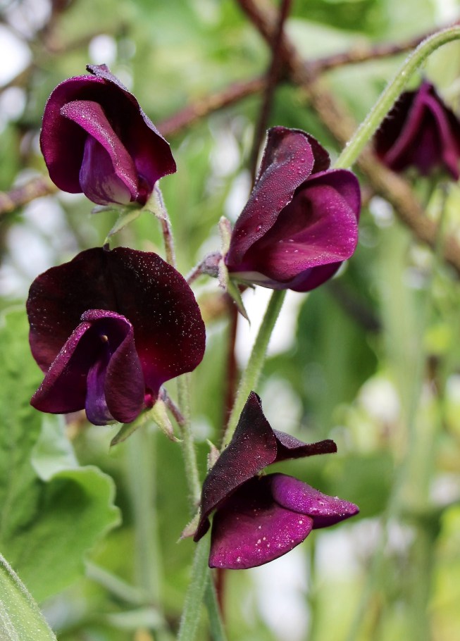 LTAJ-LathyrusMidnight