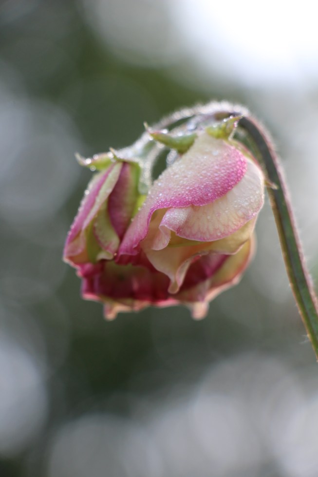 LTAJ-LathyrusMollyRilestone